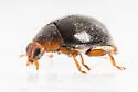 Apicanus Lady Beetle - photo 3