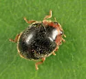 Apicanus Lady Beetle - photo 4