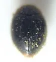 Apicanus Lady Beetle - photo 5