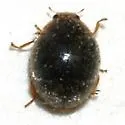 Scymnus ardelio