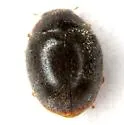 Scymnus ardelio - photo 2