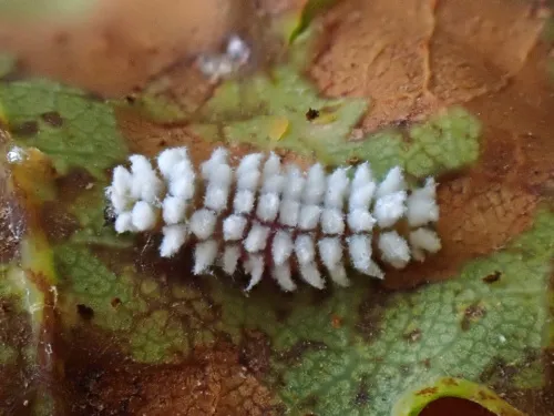 Scymnus auritus