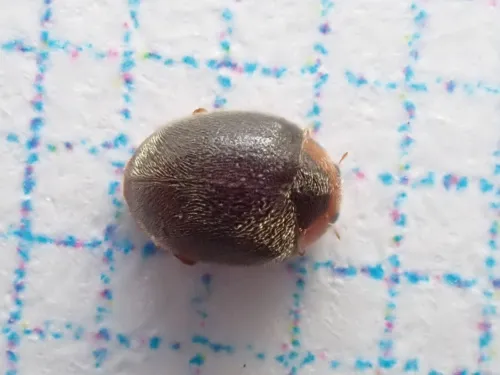 Scymnus auritus - photo 4
