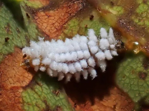 Scymnus auritus - photo 6