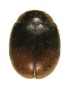 Brullé's Lady Beetle