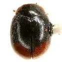 Brullé's Lady Beetle - photo 2