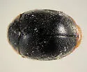 Calaveras Lady Beetle