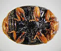 Calaveras Lady Beetle - photo 2