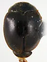 Calaveras Lady Beetle - photo 3