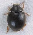Calaveras Lady Beetle - photo 4