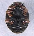 Calaveras Lady Beetle - photo 5