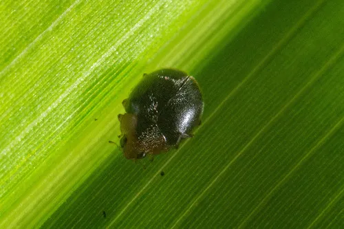 Scymnus caudalis