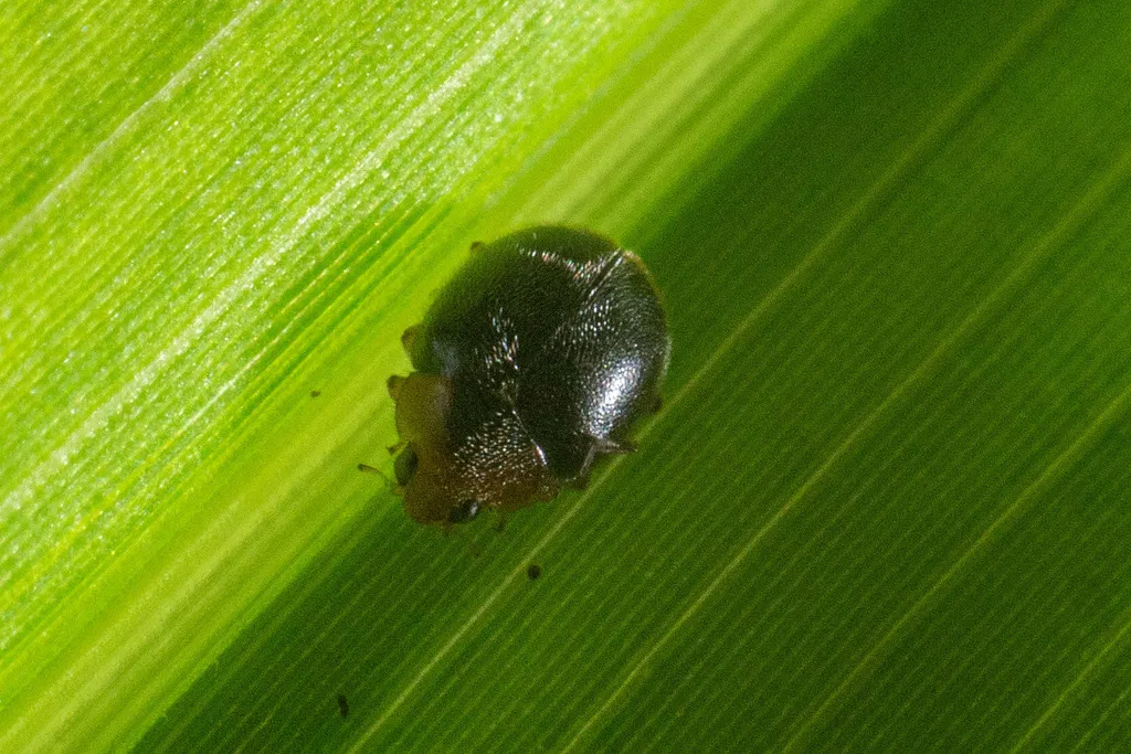 Scymnus caudalis - photo 2
