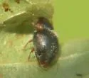 Northwestern Lady Beetle