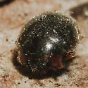 Northwestern Lady Beetle - photo 2