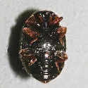 Northwestern Lady Beetle - photo 3
