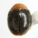 Scymnus cervicalis