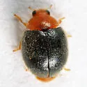 Scymnus cervicalis - photo 2