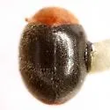 Scymnus cervicalis - photo 3