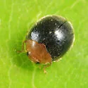 Scymnus cervicalis - photo 4