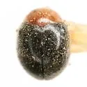 Scymnus cervicalis - photo 5