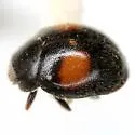 Scymnus circumspectus - photo 2