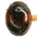 Scymnus circumspectus - photo 3