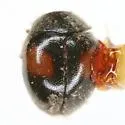 Scymnus circumspectus - photo 4