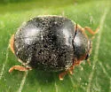Scymnus compar - photo 2