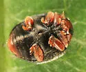 Scymnus compar - photo 3