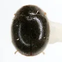 Scymnus compar - photo 4