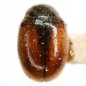 Conifer Lady Beetle