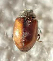 Conifer Lady Beetle - photo 2