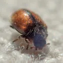 Conifer Lady Beetle - photo 3