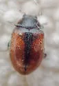 Conifer Lady Beetle - photo 4