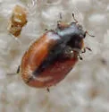 Conifer Lady Beetle - photo 5