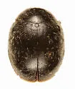 Consobrinous Lady Beetle
