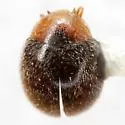 Scymnus creperus - photo 2