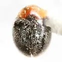 Scymnus creperus - photo 3