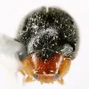 Scymnus creperus - photo 4