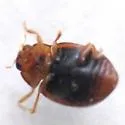 Scymnus difficilis - photo 2