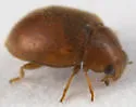 Scymnus difficilis - photo 3