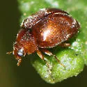 Scymnus difficilis - photo 4