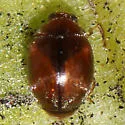 Scymnus difficilis - photo 5