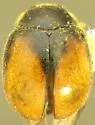 Channel Island Scymnus