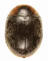 Scymnus fraternus - Scymnus fraternus