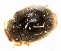 Scymnus fraternus - photo 4