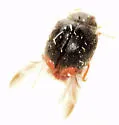 Scymnus fraternus - photo 5