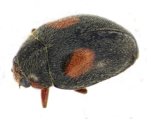 Scymnus frontalis - Scymnus frontalis