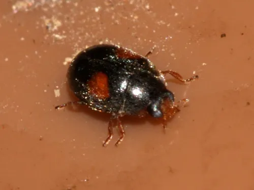 Scymnus frontalis - photo 2